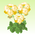 ゼラニウム【クリームイエロー】