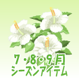 ハイビスカス【白】