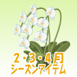 胡蝶蘭【白】