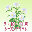 月見草