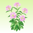 月見草【夢月幻想】