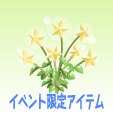 天空の星の花