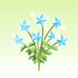 天空の星の花【蒼】