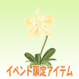 ルナフラワー【ロマンイエロー】