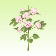 ニコット綿花【ピンク】