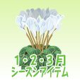 シクラメン【白】