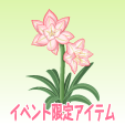 アマリリス【ピンク】