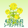 菜の花
