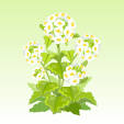 菜の花【白】