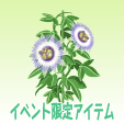 時計草【白】