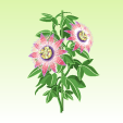 時計草【赤】