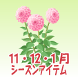 ダリア【ピンク】
