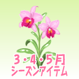 カトレア【ピンク】