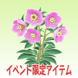 クリスマスローズ【ノエル】