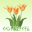 アンシラ【オレンジ】
