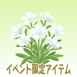 ナデシコ【白】