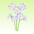 リコリス【スプレンゲリー】