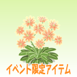 レウィシア【オレンジ】