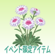 矢車菊【白】
