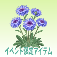 矢車菊【青】