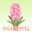 ヒヤシンス【ピンク】