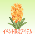ヒヤシンス【橙】