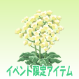 スターチス【黄】