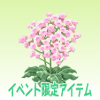 スターチス【ピンク】