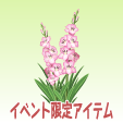 グラジオラス【ピンク】