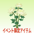 菊【白】
