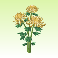 菊【黄金】