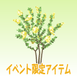 ミモザ