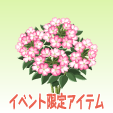 バーベナ【ピンク】